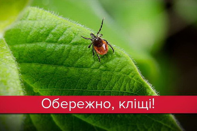 ֳ        
