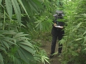 На поле зреет конопля марихуана бали