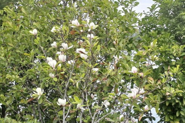     볿  